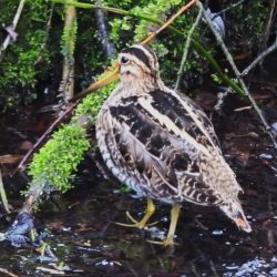 Jack snipe are smaller than the common snipe, and far scarcer. They frequent soggy ground, and tend to sit tight if threatened, taking to the air only if they are about to be trodden on, and then silently flying low a little way off to safety. Jack snipe