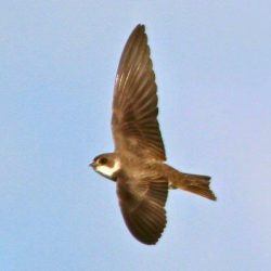 Although they feed on insects over bodies of water and river, sand martins are rarely seen on Hambrook. Sand martin