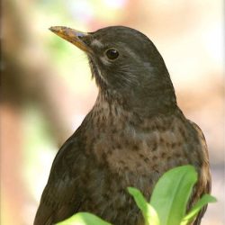Blackbirds are most likely to be found around the old railway embankment. A few are generally present through summer, but they are more numerous in winter. Blackbird