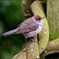 A summer visitor, which breeds in the scrubby areas around the edges of the site, and feeds around the old railway embankment. Blackcaps fly south to spend winter in countries around the Mediterranean or north Africa. However, now that UK winters are milder, some European blackcaps now opt for the shorter journey to southern England for winter instead. Blackcap