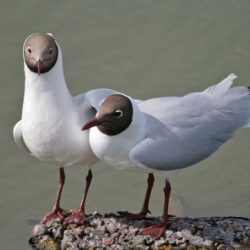 These gulls start arriving on Hambrook when winter is on its way, and leave in spring to breed on the coast - few, if any, are present in summer. The numbers here depend on the weather: there will be more black-headed gulls in wet winters when the fields are waterlogged or flooded. In winter they also lose the dark hood that gives them their name. Black-headed gulls