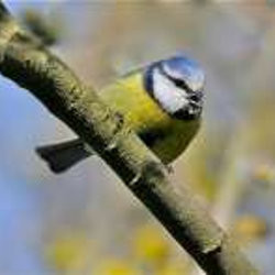 A few birds are resident, normally found around the old railway embankment. Blue tits