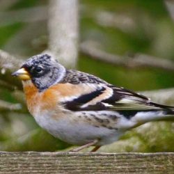 A close relative of the chaffinch. Bramblings breed in northern Europe, and migrate to milder climates in winter. They are seen less and less in Britain, however. Brambling