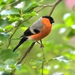 Despite its flamboyant colouring, the bullfinch is rarely seen. You’re most likely to spot this secretive bird with its distinctive rose-magenta breast in the scrub around the old railway embankment.