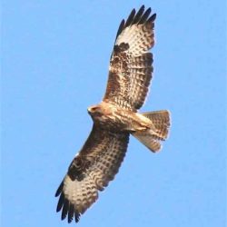 Buzzards are rarely seen over Hambrook, but the best time to look for them is on a warm day in early spring. They take advantage of thermals to spiral high up into the sky - partly a display to attract a mate, and partly to mark out territory and discourage any wanderers thinking of setting up home locally. Buzzard
