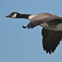 Canada geese are most likely to be seen flying along the valley. Canada goose