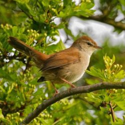 A noisy little bird that you are more likely to hear than see; its brown plumage keeps it camouflaged but its loud bursts of warbling are a giveaway. Cetti’s warbler (pronounced Chetty’s) originates from southern Europe and was first recorded in the UK in 1961; there are now an estimated 2000 in Kent alone. Despite this impressive population surge, as an insect-eater its food supply is vulnerable, and a harsh winter can be potentially devastating. Cetti’s warbler
