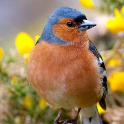 A handful frequent the area around the railway embankment and can be seen all year round. Chaffinch