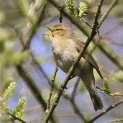 Chiffchaff
