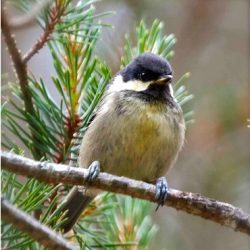A moderately common bird in woodland, especially where there are conifers, but only recently recorded at Hambrook, around the railway embankment. The coal tit is slightly smaller than a blue tit, and although much less colourful it’s still an attractive little bird. Coal tit