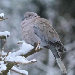 One or two occasionally fly over from the south eastern side of the river, and sometimes feed in the fields.