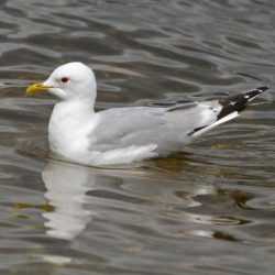 The common gull is strictly a winter bird on Hambrook, and not actually very common. It’s easy to confuse with a herring gull, but is much smaller, has greenish legs, a more slender beak, and an altogether softer appearance than the herring gull’s rather evil demeanour.