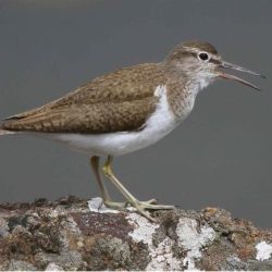 Common sandpipers spend winter in Africa, returning north to breed in Europe and Russia. Although they don’t nest in southern England, they still have to fly through our region in order to reach their preferred upland streams and lakes in Wales and the north, and their passage brings a few up the Stour each spring.