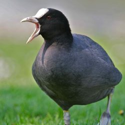 The most cantankerous of all birds, the coot will regularly rocket along the water to attack another bird, usually a fellow coot, but moorhens and other blameless species also frequently experience the coot’s fearful temper. Curiously, though, coots tend to congregate in large flocks in winter, at which time they seem to exercise some anger management and tolerate the close proximity of their kind. Coot