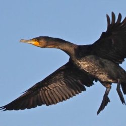 Cormorants are usually seen flying along the valley over Hambrook in small groups of up to 4, occasionally up to 10. Sometimes they can be spotted on the river.