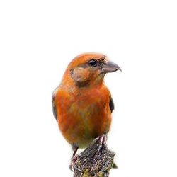 Crossbills roam the countryside in search of pine- and fir-woods where the cones are ripe enough for their seeds to be extracted with the birds’ uniquely crossed mandibles. With no conifers on Hambrook, they are will only be seen flying over the marshes searching for food. Crossbill