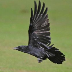 These scavengers can often be seen in pairs and small groups. Crow