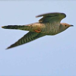 The cuckoo has suffered a dramatic 65% decline in southern England since the 1980s and their song is sadly no longer commonplace. In flight they are remarkably kestrel-like, with their long, pointed wings and long tail. They are prone to being mobbed by small birds who perhaps mistake the cuckoo for a bird of prey, or are possibly attacking a bird that they know is a very real threat to their eggs and chicks. Cuckoo