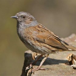 A resident around the disused railway embankment, but not seen often. Dunnock