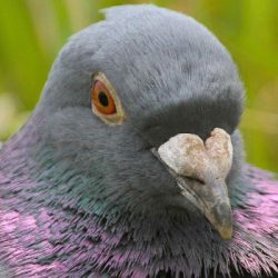A small colony of feral pigeons can be found on the railway bridge that crosses over the Ashford line. Feral pigeon