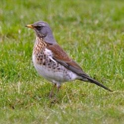 Fieldfares are winter visitors from Scandinavia, often roaming the countryside in gangs, earthworms. They can be found around the railway embankment devouring hawthorn berries. Fieldfare
