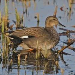 The gadwall looks a lot like a female mallard, but its colouring is greyer and it’s smaller. They are also much less common than mallards. Gadwall