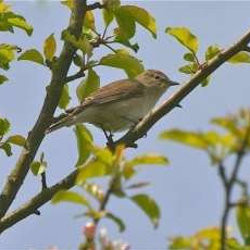 This amazing little bird flies all the way to Africa in autumn, then navigates its return journey the following spring to end up within yards of where it was the previous year. Garden warblers can be found around the railway embankment. Garden warbler