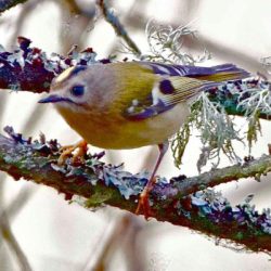 Although resident in England, goldcrests are strictly winter visitors to Hambrook. These tiny birds would be easy to miss if it were it not for their high-pitched calls. Goldcrest