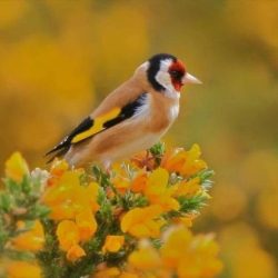 These beautiful birds can be seen around the railway embankment. Goldfinch flock sizes tend to increase as food becomes more abundant. In late summer and autumn when there are plenty of thistle and other seeds to go round, they feed in larger groups - it’s thought to be so that the flock gains extra protection from all those additional pairs of vigilant eyes. Goldfinch