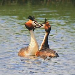These elegant, exotic-looking diving birds live mainly on fish, so look out for them along the river. Great crested grebe