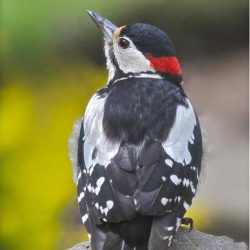 Great spotted woodpecker
