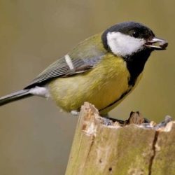 With its distinctive green and yellow plumage, black cap and white cheeks, this is quite an easy bird to spot around the old railway embankment. Great tit