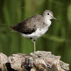 A wading bird that appears in England on passage between breeding grounds
in Scandinavia and Russia and wintering areas in Africa, India and south east Asia, though a few do overwinter in southern England. Occasional green sandpipers call in at Hambrook each autumn. Green sandpiper