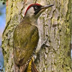 The green woodpecker is largely a bird of open countryside, feeding primarily on ants that it digs up in the fields, so they can find plenty to eat on the marshes. They are normally a late summer and winter visitor, but are now present periodically throughout the year. Green woodpecker