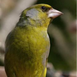 The greenfinch is quite a common garden bird now, but only an occasional visitor to Hambrook. Greenfinch