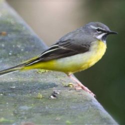 It may have a grey back, but the grey wagtail’s most eye-catching feature is a bright yellow breast. It’s an elegant waterside bird, present along the river right into the centre of Canterbury, but easy to miss if not making its “tissick” call. Nationally, this bird is in serious population decline, but along the Stour Valley its numbers are increasing. Grey wagtail