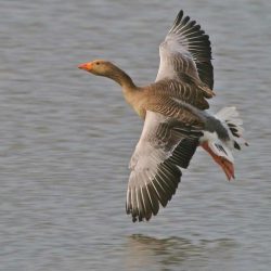 The largest of the UK’s native wild geese, greylags can be seen flying along the valley. Greylag geese