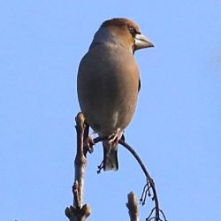 The hawfinch is a chunky finch with a parrot-like bill that can crack open cherry stones to extract the edible kernel. An inhabitant of woods containing its favourite tree seeds, the hawfinch has declined markedly in recent years and is now rare in Kent, but birds from northern or eastern Europe pass through. Hawfinch