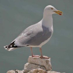 A few herring gulls will usually be seen flying over, sometimes landing on the marshes particularly in winter. Herring gull