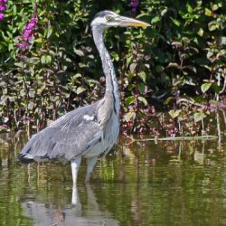 Herons hunt in any area of shallow water, so they can be seen in ditches in the fields as well as on the river. Despite their size, herons can be easily overlooked, as they can patiently stand absolutely still for long periods waiting for prey. They have large feeding territories so aren’t always on the marshes. Heron