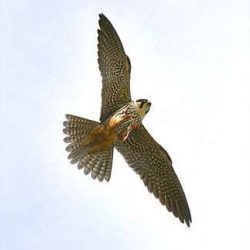 The hobby is a relative of the kestrel, and overwinters in Africa. Hobbies are especially partial to dragonflies, so are often to be found in wetland areas like Hambrook Marshes where these insects are more plentiful. Hobby