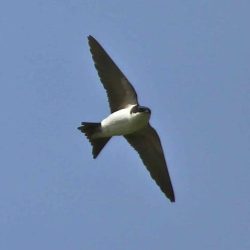 The house martin is similar to the swallow but stubbier, with a white rump and no tail streamers. They regularly hunt over fields containing livestock, feasting on flies that gather around cow pats, so look for them where cattle are grazing. House martins are summer visitors, migrating south in early autumn. House martin