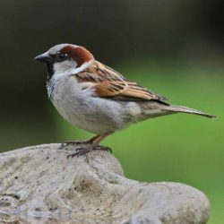 A few birds are often present in the nettles and tall vegetation along the river, particularly in early summer when they are feeding young. House sparrow