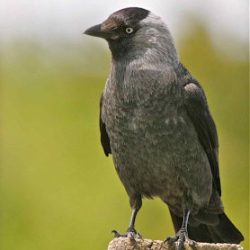 Small flocks of jackdaws fly over Hambrook Marshes all year round, but in winter much larger groups feed in Tonford Field. Jackdaw