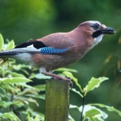 A distinctive member of the crow family with a screaming call, one or two jays can turn up occasionally at any time of year, but are more frequently seen in autumn. Jay