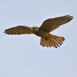 Single kestrels can be seen hunting over the fields occasionally. Kestrel