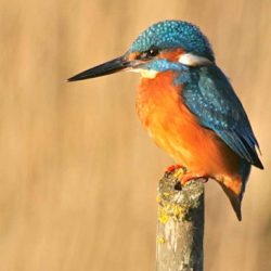 Despite its dazzling plumage, this small, shy bird is surprisingly easy to miss. Kingfishers are resident on the marshes and fish along the river, but can also be spotted by ditches or small pools – any water with a depth of at least a few inches is a potential hunting ground. Look for them on overhanging branches. Kingfisher