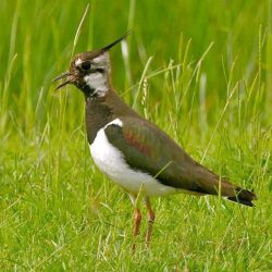 The UK lapwing population is in severe decline so these waders aren’t often seen, but flocks of up to 25 have been observed on the marshes. Lapwing