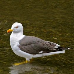 This gull resembles the much more numerous herring gull, but has yellow legs and darker wings. They are seen less than the other types of gull that frequent Hambrook as they generally migrate, flying down to southern Europe and West Africa each autumn, returning the following spring. Lesser black-backed gull