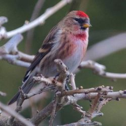 These tiny finches are seen very occasionally flying over the marshes in winter. Lesser redpoll